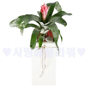 에크메아 파사이타 (80이상)