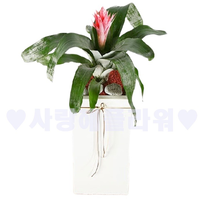 상세이미지
