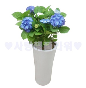 여름상품 푸른수국화분 (60이상)