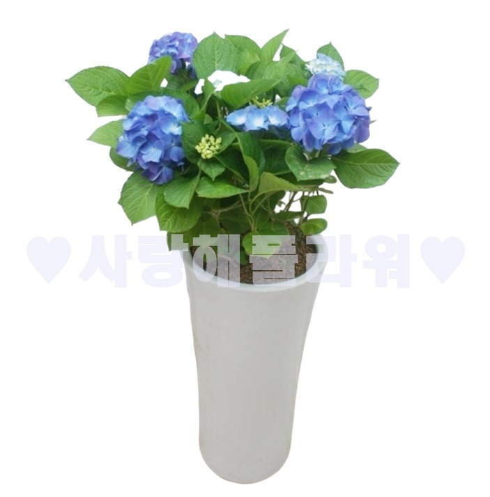 상세이미지