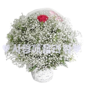 요조숙녀(장미색 요구사항에 기재해주세요)