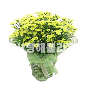 가을베스트 소국화분 (50이상)
