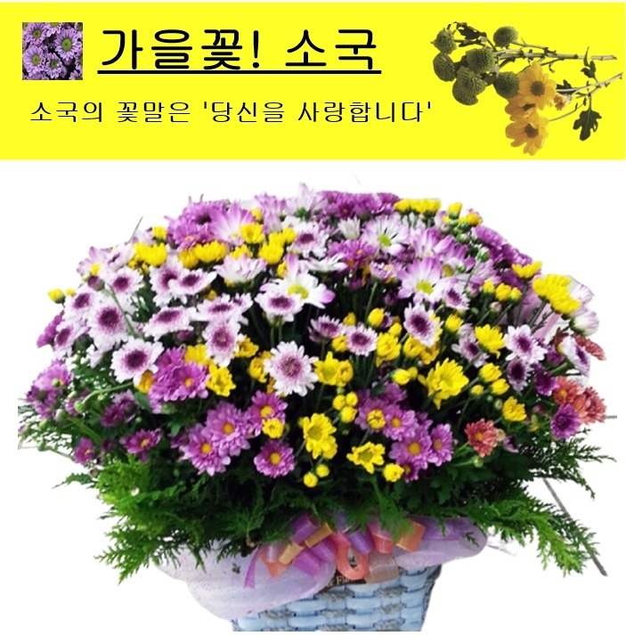 상세이미지