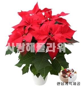 케익세티아 사이즈별