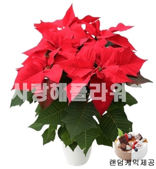 케익세티아 사이즈별