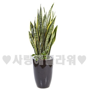 다크 산세베리아
