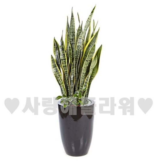 다크 산세베리아