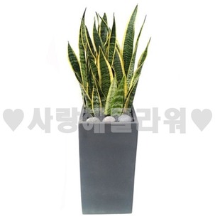 산세베리아 회색분