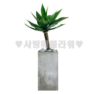 고급 아가베(1m이상)