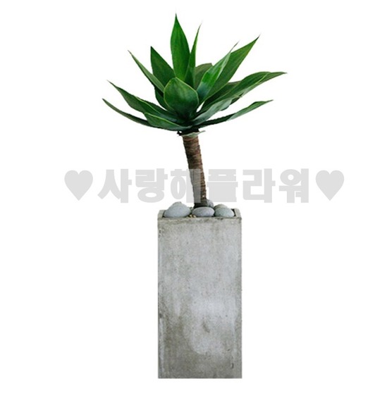 고급 아가베(1m이상)