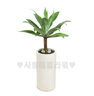 아가베 흰색분(1m이상)