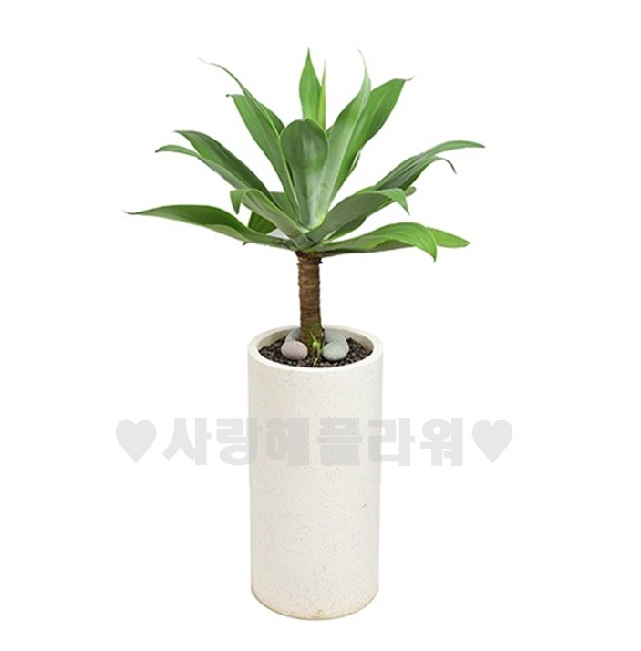 상세이미지