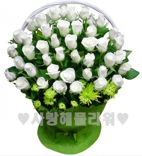 백장미 100송이