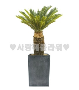 명품소철(1m20이상)