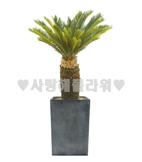 명품소철(1m20이상)