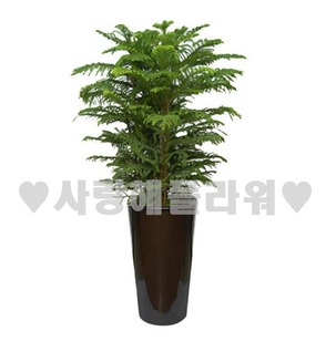 아로우카리아 (1m이상)