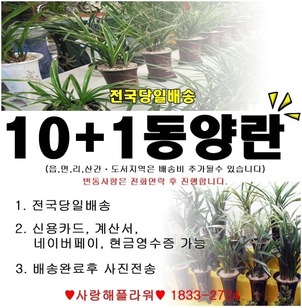 동양란 10+1 특가전