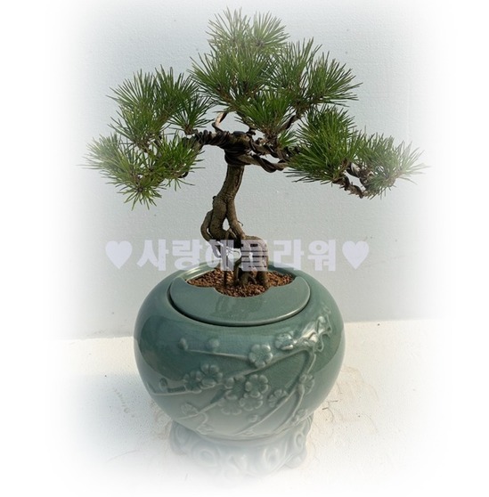 도자기 소나무분재759v