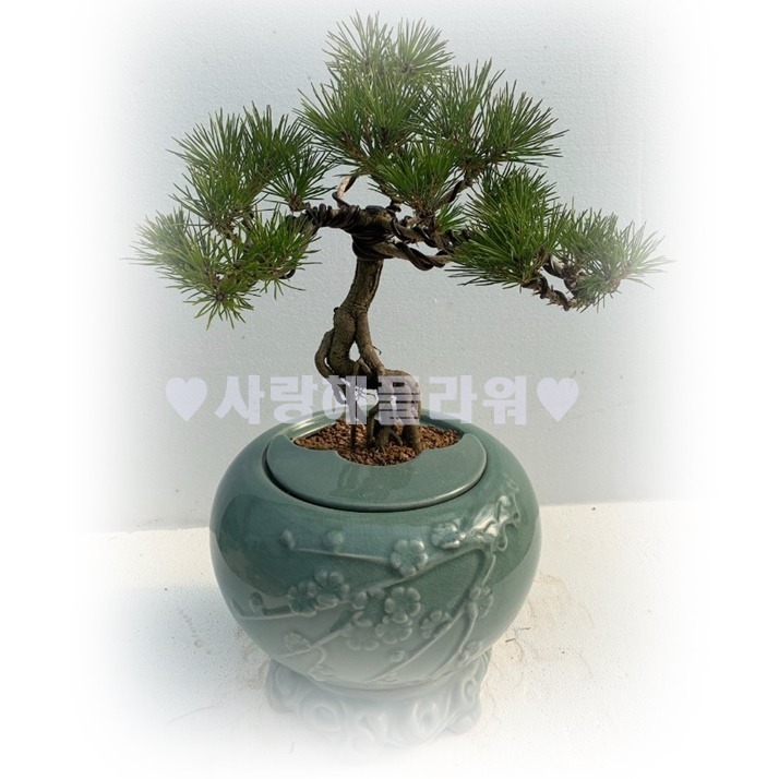상세이미지