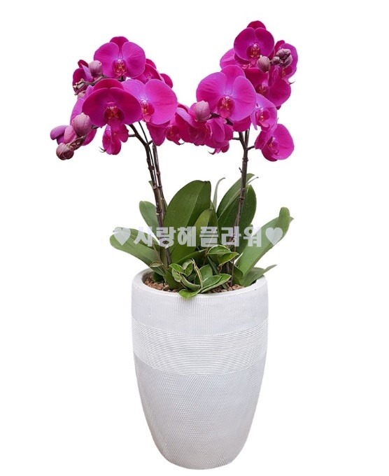 상세이미지