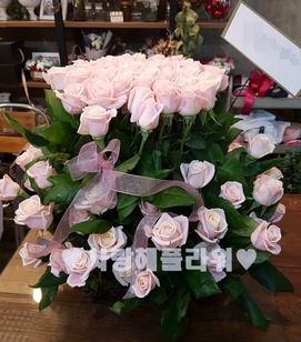 핑크드레스 100송이