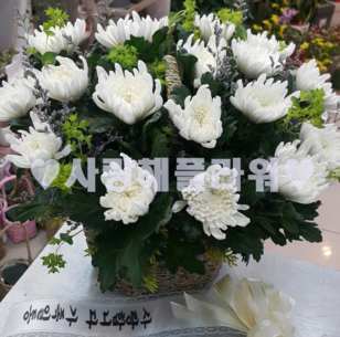 초특가 흰국화꽃바구니