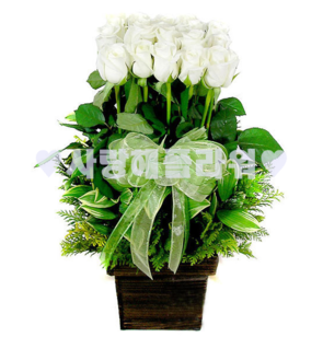 꽃행복169호