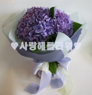 우아한수국
