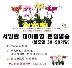 ★초특가★랜덤서양란 테이블형