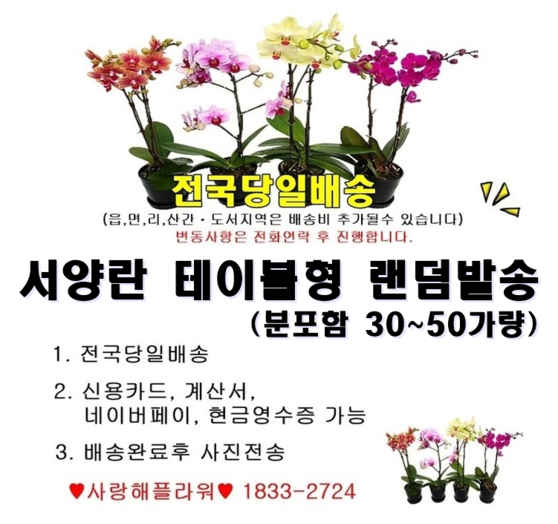 ★초특가★랜덤서양란 테이블형
