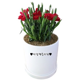 카네이션 화분1
