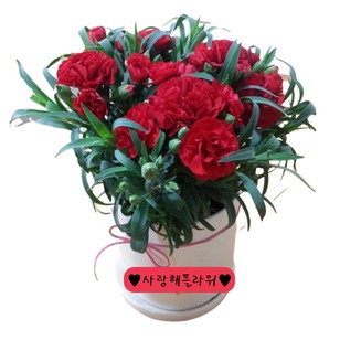 카네이션화분3 (테이블형)