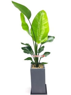 극락조 3호