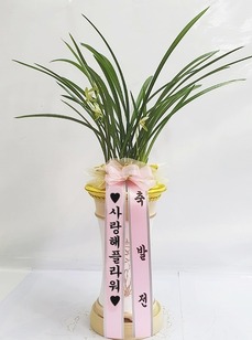 동양란 8호