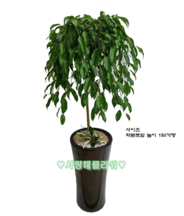 킹벤자민002