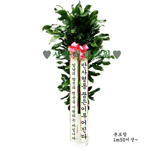영광! 황금죽