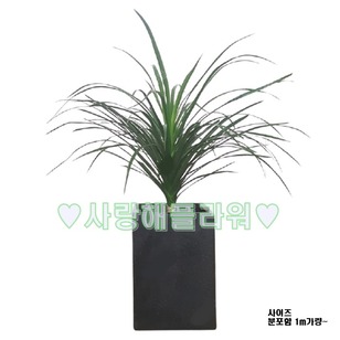 드라코 1m가량