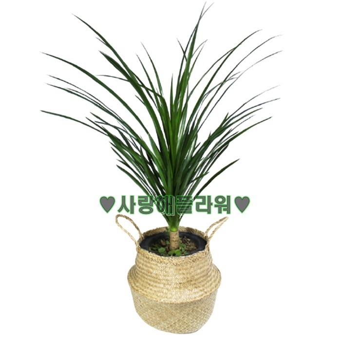 상세이미지