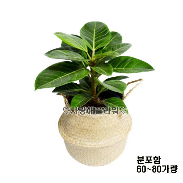 상세이미지