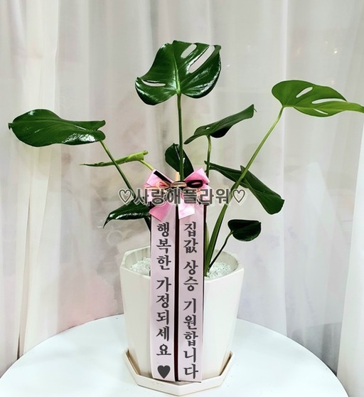 몬스테라 (60~80가량)
