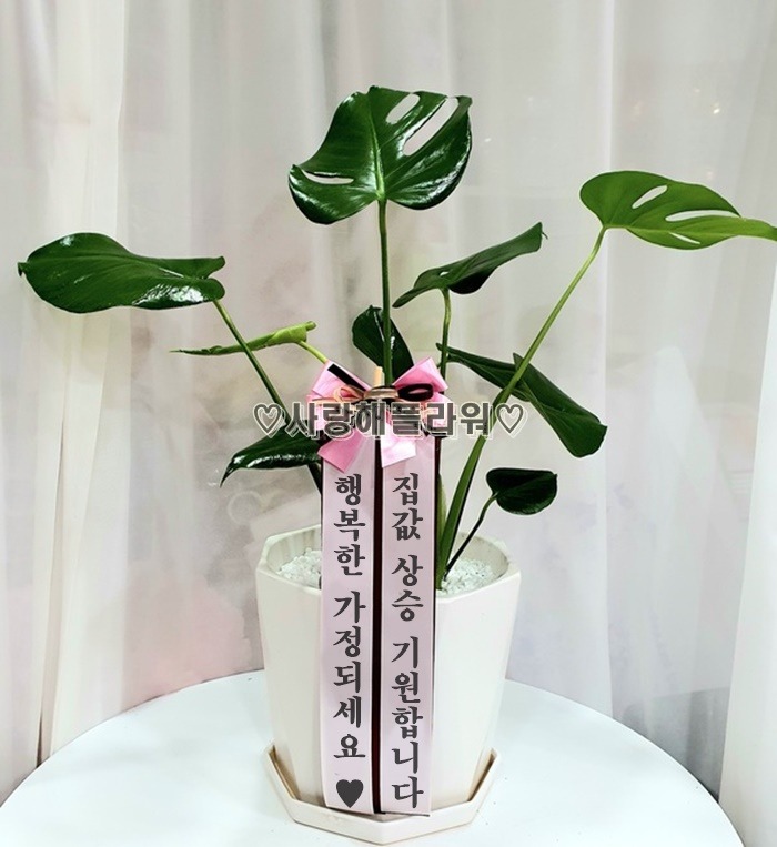 상세이미지