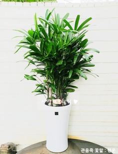 수도권 관음죽 1m50가량