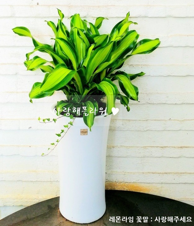 상세이미지