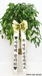 수도권 킹벤자민 1m50이상