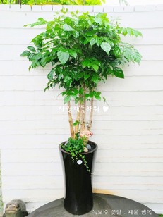 수도권 녹보수R 1m50이상