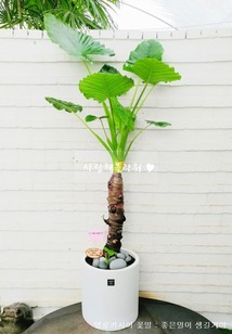 수도권 알로카시아 1m50이상