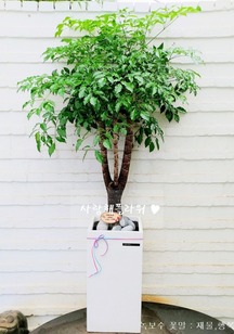 수도권 녹보수W 1m50이상