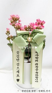 칼란디바 테이블형 30~50가량