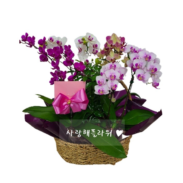 상세이미지