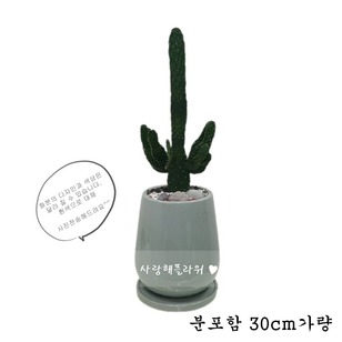 만세선인장 테이블형